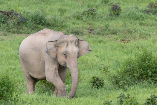 Asian elephants are the largest living land animals in Asia.Asian elephants are highly intelligent and self-aware.