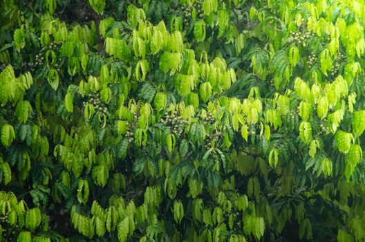 landscape nature have green plant and tree at rain forest mountain .its good place for outdoor travel on vacation or holidays in thailand.