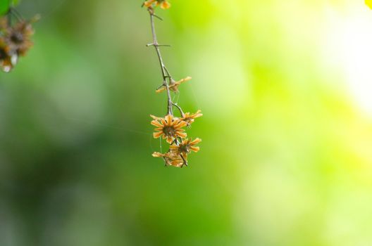 landscape nature have green plant and tree at rain forest mountain .its good place for outdoor travel on vacation or holidays in thailand.