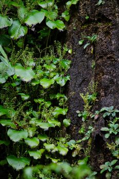 landscape nature have green plant and tree at rain forest mountain .its good place for outdoor travel on vacation or holidays in thailand.