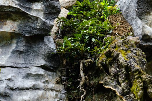 landscape nature have green plant and tree at rain forest mountain .its good place for outdoor travel on vacation or holidays in thailand.