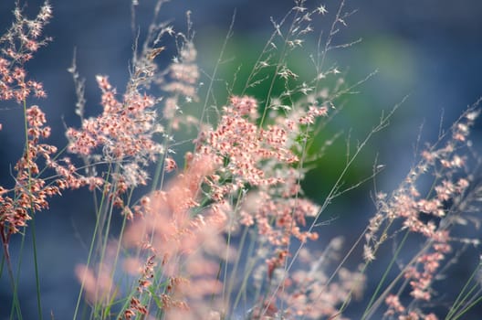 grss blooming grass field with blurry background in the morning