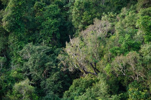 landscape nature have green plant and tree at rain forest mountain .its good place for outdoor travel on vacation or holidays in thailand.