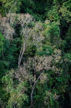 landscape nature have green plant and tree at rain forest mountain .its good place for outdoor travel on vacation or holidays in thailand.