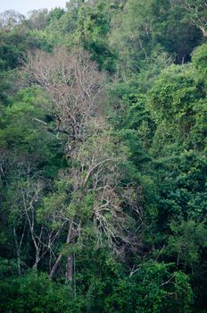 landscape nature have green plant and tree at rain forest mountain .its good place for outdoor travel on vacation or holidays in thailand.