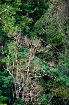 landscape nature have green plant and tree at rain forest mountain .its good place for outdoor travel on vacation or holidays in thailand.