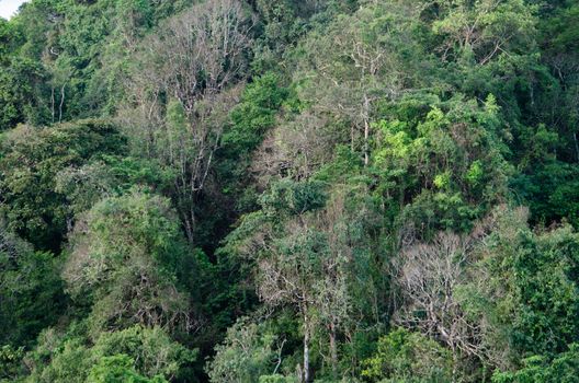 landscape nature have green plant and tree at rain forest mountain .its good place for outdoor travel on vacation or holidays in thailand.