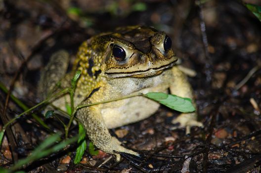 As the name implies, these frogs are typically found in trees