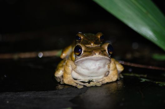 As the name implies, these frogs are typically found in trees