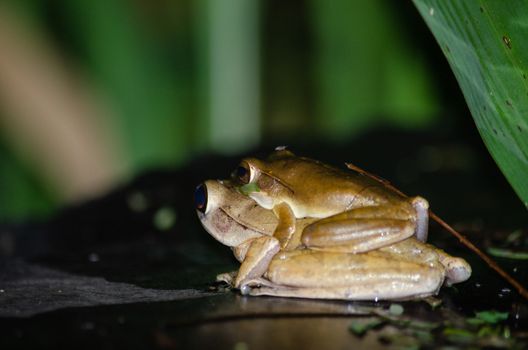 As the name implies, these frogs are typically found in trees