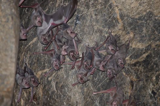 esser false vampire bat  are sleeping in the cave hanging on the ceiling period midday