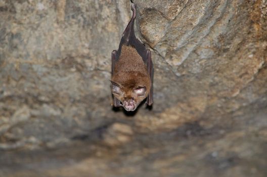 esser false vampire bat  are sleeping in the cave hanging on the ceiling period midday