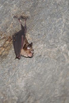 esser false vampire bat  are sleeping in the cave hanging on the ceiling period midday