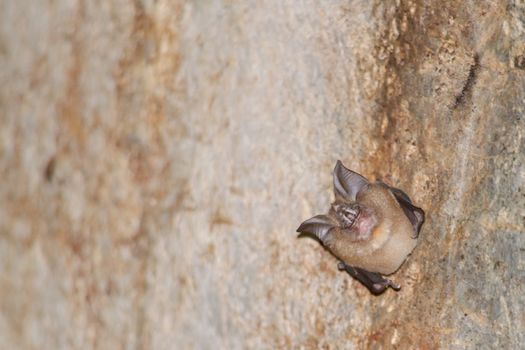 esser false vampire bat  are sleeping in the cave hanging on the ceiling period midday