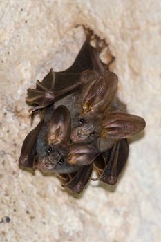 esser false vampire bat  are sleeping in the cave hanging on the ceiling period midday