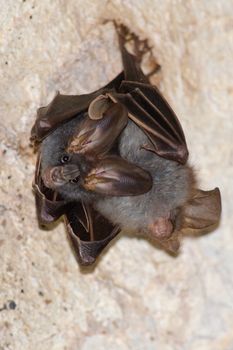 esser false vampire bat  are sleeping in the cave hanging on the ceiling period midday