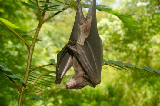 esser false vampire bat  are sleeping in the cave hanging on the ceiling period midday