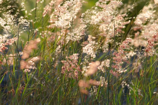 grss blooming grass field with blurry background in the morning