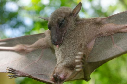 esser false vampire bat  are sleeping in the cave hanging on the ceiling period midday