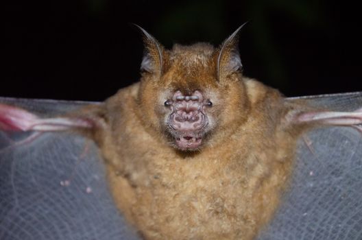 esser false vampire bat  are sleeping in the cave hanging on the ceiling period midday