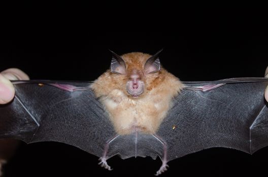 esser false vampire bat  are sleeping in the cave hanging on the ceiling period midday