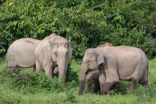 Asian elephants are the largest living land animals in Asia.Asian elephants are highly intelligent and self-aware.