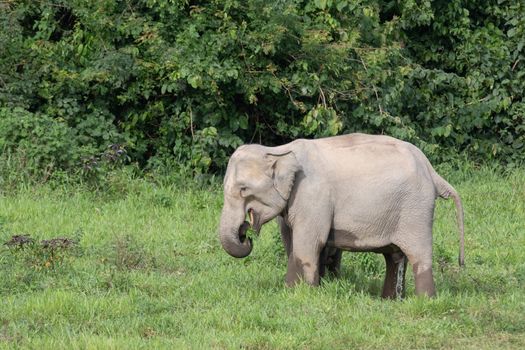 Asian elephants are the largest living land animals in Asia.Asian elephants are highly intelligent and self-aware.