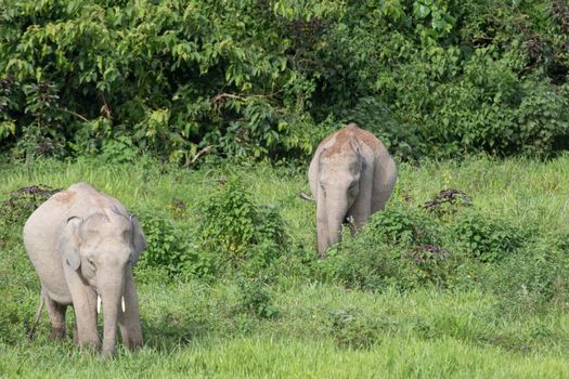 Asian elephants are the largest living land animals in Asia.Asian elephants are highly intelligent and self-aware.