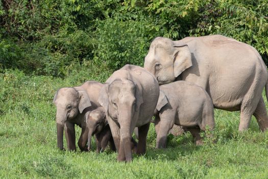 Asian elephants are the largest living land animals in Asia.Asian elephants are highly intelligent and self-aware.