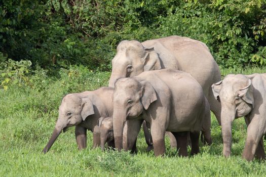 Asian elephants are the largest living land animals in Asia.Asian elephants are highly intelligent and self-aware.