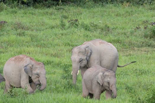 Asian elephants are the largest living land animals in Asia.Asian elephants are highly intelligent and self-aware.