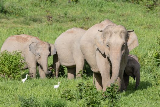 Asian elephants are the largest living land animals in Asia.Asian elephants are highly intelligent and self-aware.