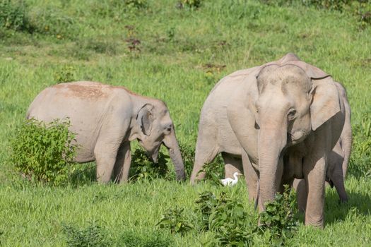 Asian elephants are the largest living land animals in Asia.Asian elephants are highly intelligent and self-aware.