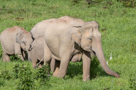 Asian elephants are the largest living land animals in Asia.Asian elephants are highly intelligent and self-aware.