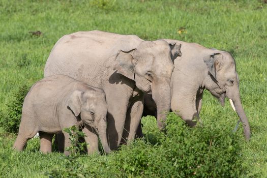 Asian elephants are the largest living land animals in Asia.Asian elephants are highly intelligent and self-aware.