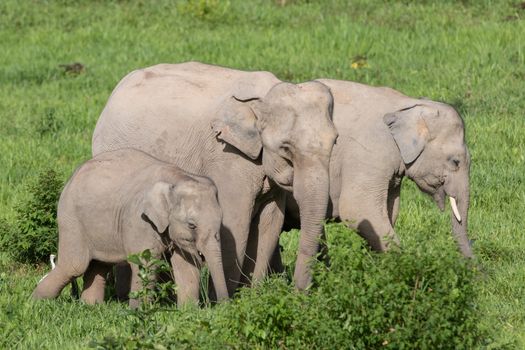 Asian elephants are the largest living land animals in Asia.Asian elephants are highly intelligent and self-aware.