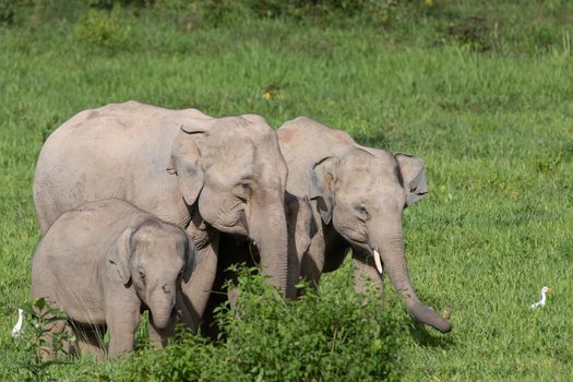 Asian elephants are the largest living land animals in Asia.Asian elephants are highly intelligent and self-aware.