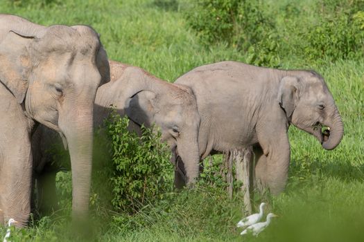 Asian elephants are the largest living land animals in Asia.Asian elephants are highly intelligent and self-aware.