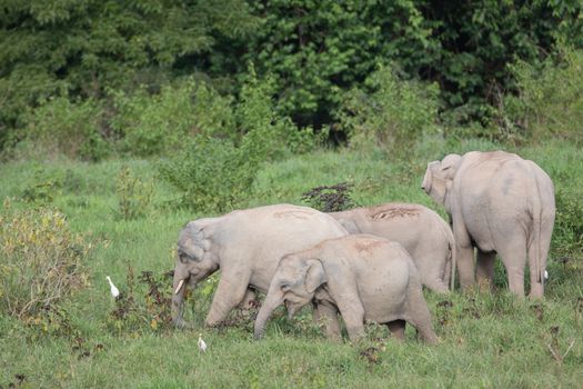 Asian elephants are the largest living land animals in Asia.Asian elephants are highly intelligent and self-aware.