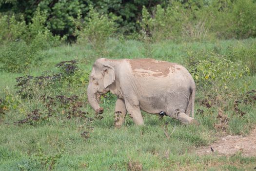 Asian elephants are the largest living land animals in Asia.Asian elephants are highly intelligent and self-aware.