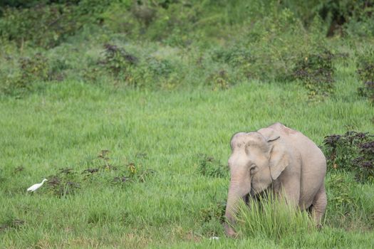 Asian elephants are the largest living land animals in Asia.Asian elephants are highly intelligent and self-aware.