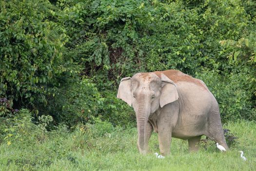 Asian elephants are the largest living land animals in Asia.Asian elephants are highly intelligent and self-aware.