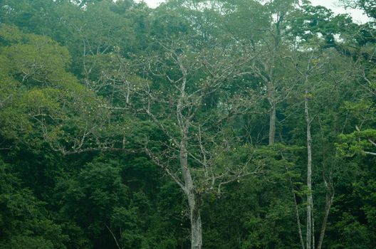 landscape nature have green plant and tree at rain forest mountain .its good place for outdoor travel on vacation or holidays in thailand.