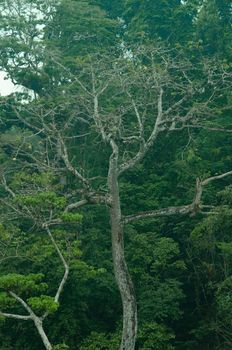 landscape nature have green plant and tree at rain forest mountain .its good place for outdoor travel on vacation or holidays in thailand.