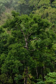 landscape nature have green plant and tree at rain forest mountain .its good place for outdoor travel on vacation or holidays in thailand.