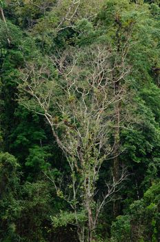 landscape nature have green plant and tree at rain forest mountain .its good place for outdoor travel on vacation or holidays in thailand.