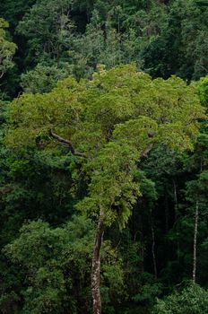 landscape nature have green plant and tree at rain forest mountain .its good place for outdoor travel on vacation or holidays in thailand.