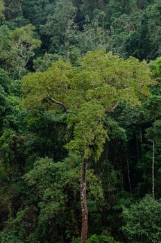 landscape nature have green plant and tree at rain forest mountain .its good place for outdoor travel on vacation or holidays in thailand.