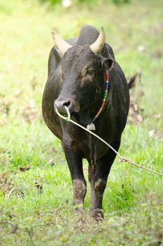 Thai people  feed fight ox for fight game in South Thailand . and it is culture of Thai people