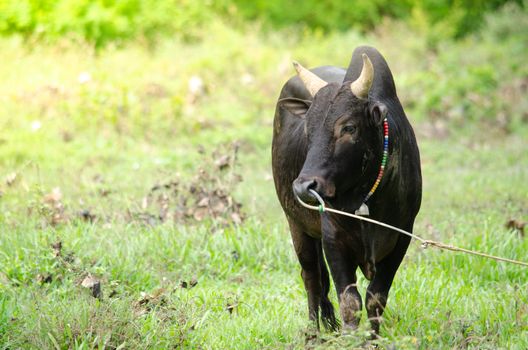 Thai people  feed fight ox for fight game in South Thailand . and it is culture of Thai people